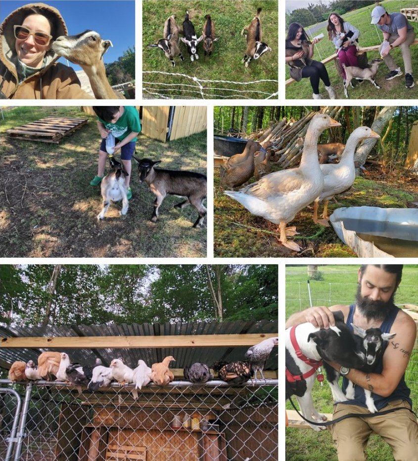 Homestead life in Capon Springs — goats, chickens, geese, and family on the farm